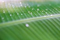 dew drops on green banana leaf Royalty Free Stock Photo