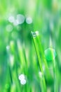 Dew drops on the green fresh grass. Summer  soring background. Copy space. Royalty Free Stock Photo