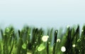 Dew drops on green grass Royalty Free Stock Photo