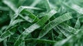 Dew drops on green grass blades Royalty Free Stock Photo