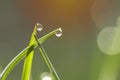 Dew Drops On The Green Grass. Bokeh Effect, Light
