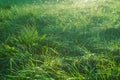 Dew drops on the green grass close-up. The rays of the setting sun pass through the grass creating a beautiful chiaroscuro pattern Royalty Free Stock Photo