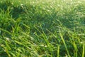 Dew drops on the green grass close-up. The rays of the setting sun pass through the grass creating a beautiful chiaroscuro pattern Royalty Free Stock Photo