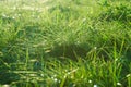 Dew drops on the green grass close-up. The rays of the setting sun pass through the grass creating a beautiful chiaroscuro pattern Royalty Free Stock Photo