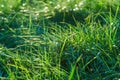 Dew drops on the green grass close-up. The rays of the setting sun pass through the grass creating a beautiful chiaroscuro pattern Royalty Free Stock Photo