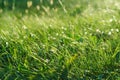 Dew drops on the green grass close-up. The rays of the setting sun pass through the grass creating a beautiful chiaroscuro pattern Royalty Free Stock Photo