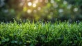 Dew Drops on Green Grass Royalty Free Stock Photo