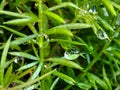 dew drops on green grass