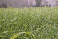 Dew drops on green grass early a Sunny morning Royalty Free Stock Photo