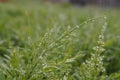 Dew drops on green grass early a Sunny morning Royalty Free Stock Photo