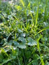 Dew drops on green grass leaves in sunlight Royalty Free Stock Photo