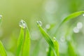 Dew drops on the green grass. macro Royalty Free Stock Photo