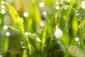 Dew drops on the green grass. macro Royalty Free Stock Photo