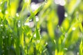 Dew drops on the green grass. macro Royalty Free Stock Photo