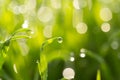 Dew drops on the green grass. macro Royalty Free Stock Photo