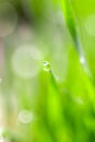 Dew drops on the green grass. macro Royalty Free Stock Photo