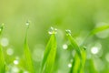 Dew drops on the green grass. macro Royalty Free Stock Photo