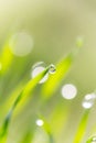 Dew drops on the green grass. macro Royalty Free Stock Photo