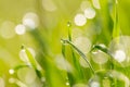 Dew drops on the green grass. macro Royalty Free Stock Photo