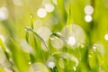 Dew drops on the green grass. macro Royalty Free Stock Photo