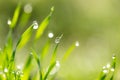 Dew drops on the green grass. macro Royalty Free Stock Photo