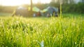 Dew drops on green grass in the morning with blurred tent background Royalty Free Stock Photo