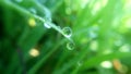 dew drops on the green grass in the morning