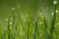 Dew drops on green grass. Green toned. Spring background Royalty Free Stock Photo