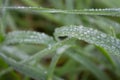 Dew drops on green grass on unfocused background. Dew closeup. Raindrops on fresh grass. Nature close up. Royalty Free Stock Photo