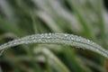 Dew drops on green grass on unfocused background. Dew closeup. Raindrops on fresh grass. Nature close up. Royalty Free Stock Photo