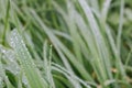 Dew drops on green grass on unfocused background. Dew closeup. Raindrops on fresh grass. Nature close up.