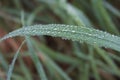 Dew drops on green grass on unfocused background. Dew closeup. Raindrops on fresh grass. Nature close up. Royalty Free Stock Photo