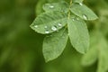 Dew drops on green leaf Royalty Free Stock Photo