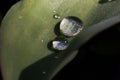 Dew drops on green leaf act like a magnifying glass - extreme macro Royalty Free Stock Photo