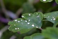 Dew drops on green leaf as close up Royalty Free Stock Photo