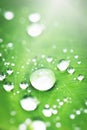 Close up dew drops on green leaf fresh nature abstract texture background. Royalty Free Stock Photo