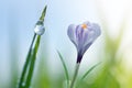 Dew drops on a green leaf of grass and crocus flower close up. Royalty Free Stock Photo
