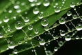 dew drops on a green leaf macro close up in the nature, AI Generated Royalty Free Stock Photo