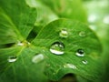 Dew drops on a green leaf in macro photography Royalty Free Stock Photo