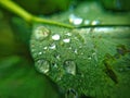 Dew drops on a green leaf in macro photography Royalty Free Stock Photo