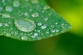 Dew Drops on Green Leaf Macro Royalty Free Stock Photo