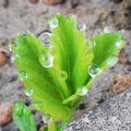 Dew drops on green leaf Royalty Free Stock Photo