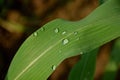 The dew drops on the green leafe. Royalty Free Stock Photo