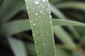 Dew drops on green leaves iris Royalty Free Stock Photo