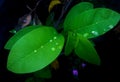 Dew drops on green leaves Royalty Free Stock Photo