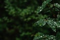 Dew drops on green leaves. Raindrops on broad leaves Royalty Free Stock Photo