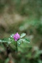 Beautiful flower pink daisy with soft focus of a summer morning in the grass with dew Royalty Free Stock Photo