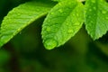 Dew drops on green leaves of wild rose on a green background, close-up, macro, soft focus Royalty Free Stock Photo