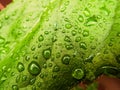 Water Drops On A Green Leaf Macro Royalty Free Stock Photo