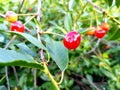 Dew drops on cherry berries Royalty Free Stock Photo